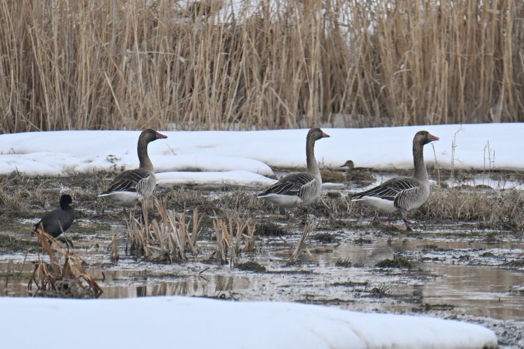 Koruma tedbirleri sayesinde Van’da görülen yaban kazlarının sayısı arttı