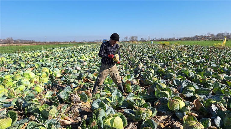 Bafra Ovası’nda 200 bin ton beyaz lahana hasadı bekleniyor