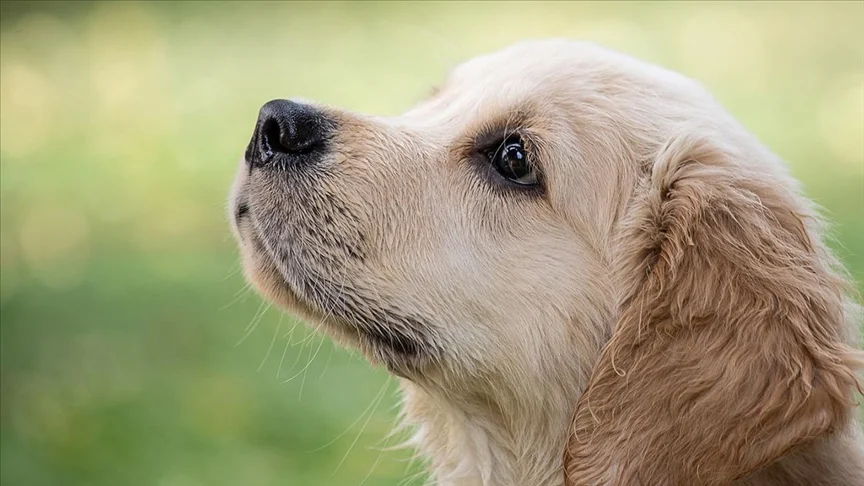 Köpeklerin ömrü ile burun uzunlukları ve vücut boyutları arasında bağlantı tespit edildi