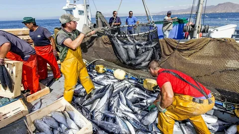 Balıkçılık sektörünün kalbi Türkiye’de atacak