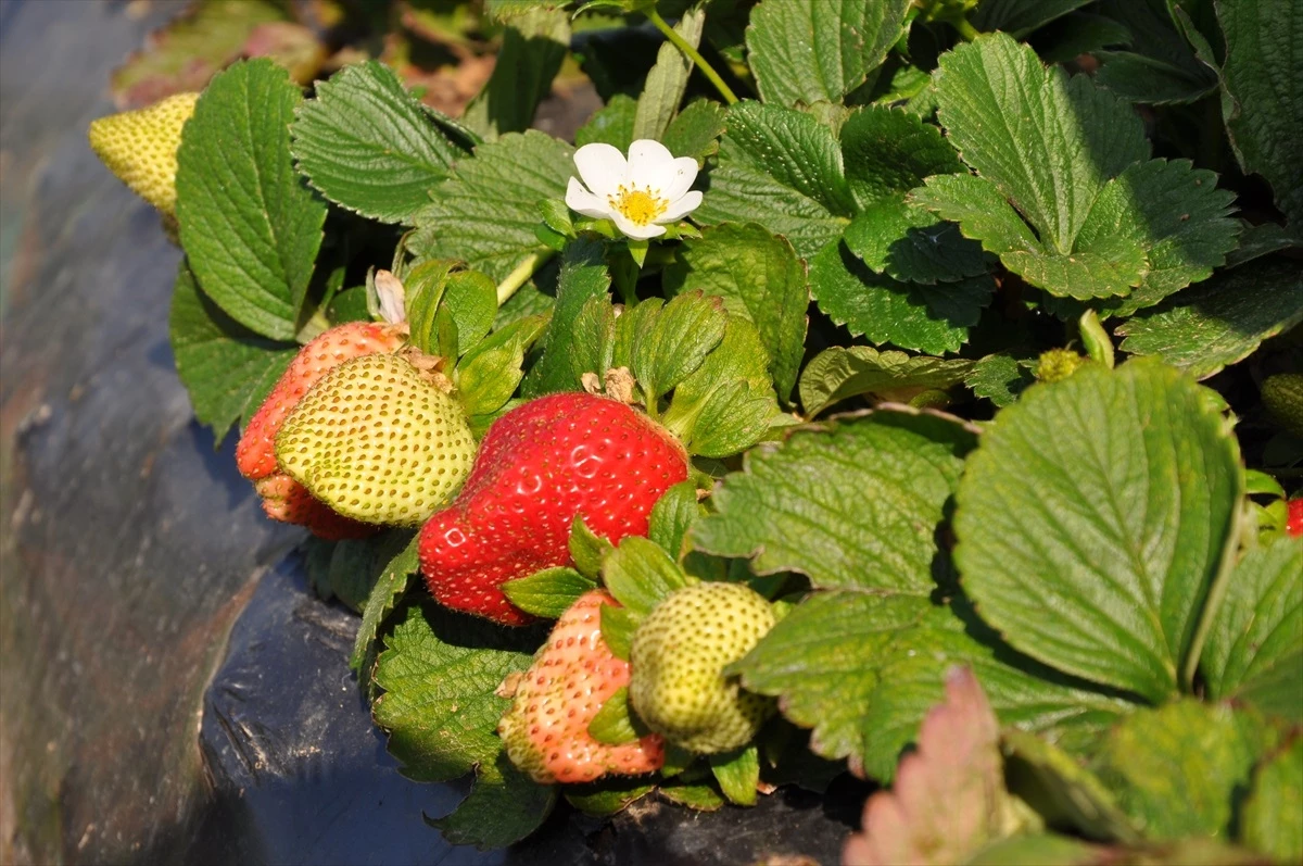Silifke’de Örtü Altında Yetiştirilen Çilek Hasadı Devam Ediyor