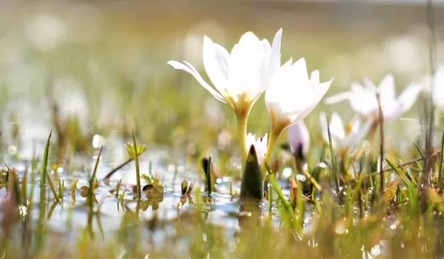Güzelliği görenleri büyülüyor!..Koparana 387 bin TL ceza