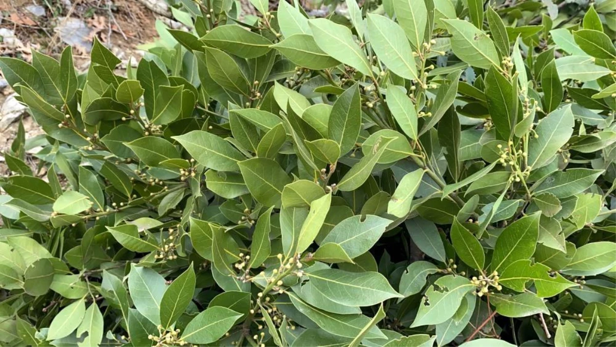 Samsun’da 2023 yılında 2 bin 33 ton tıbbi ve aromatik bitki üretildi