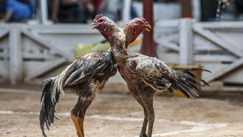 Horoz dövüştüren 54 kişiye 346 bin 950 lira ceza uygulandı