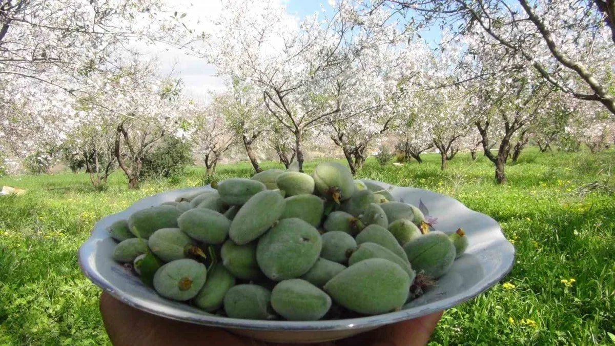 İlk badem çağlası hasadı Mersin’de yapıldı. Kilosu 1.000 lira!