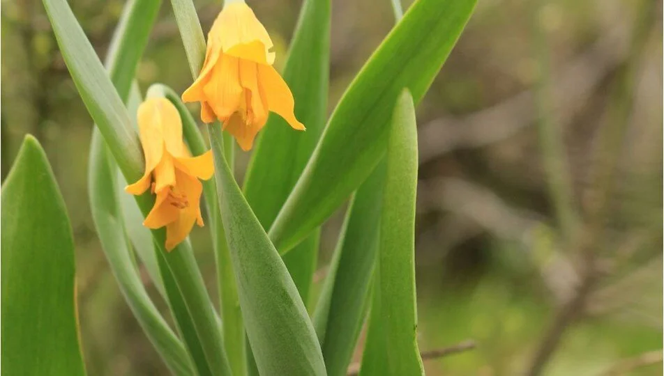 Diyarbakır’da keşfedilen yeni ters lale türü literatüre kazandırıldı