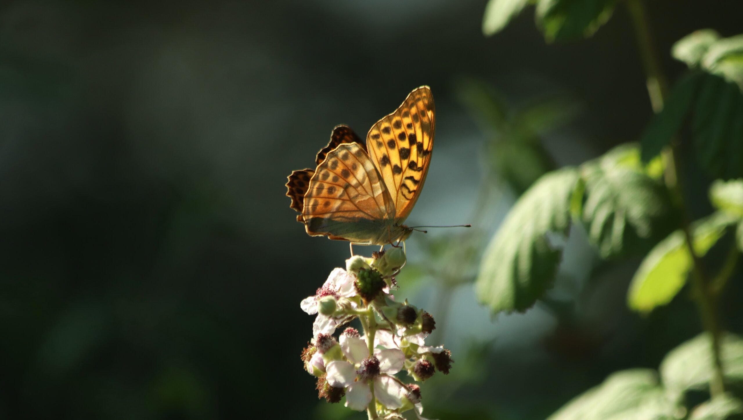 14 Mart Ulusal Kelebekler Hakkında Bilgi Edinme Günü(Özel Haber)