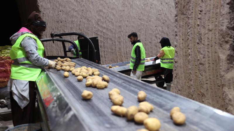 Doğal depolarda muhafaza edilen tohumluk patatesler tarlalara yollanıyor