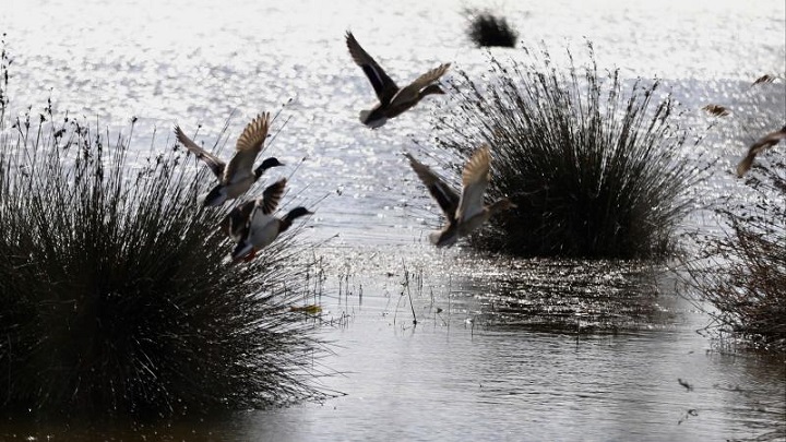 Kızılırmak Deltası bu kış yaklaşık 160 bin su kuşuna yuva oldu