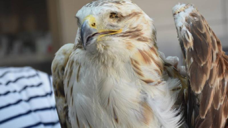 Afyonkarahisar’daki merkezde 7 yılda 2 bin 500 yaban hayvanı tedavi edildi