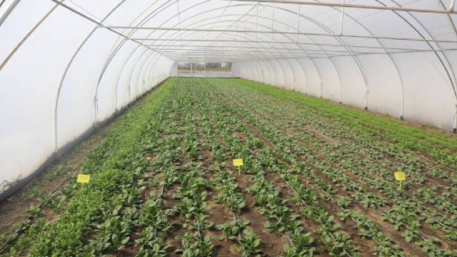 Edirne’de sera alanı artırılacak