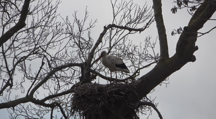 Leylek ormanı şenlendi: 7 bin kilometre uçup geldiler