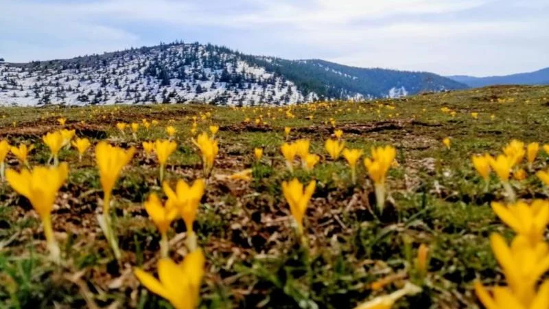 Kahramanmaraş’ta çiğdem çiçekleri doğayı süsledi