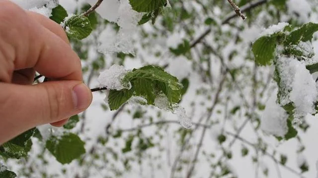 Sivas için zirai don uyarısı