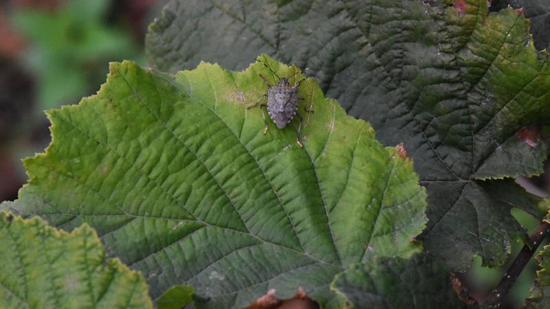Giresun’da kahverengi kokarca ile mücadele devam ediyor