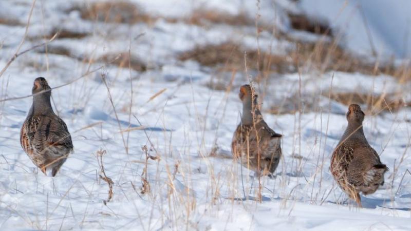 Kars’ta çil keklikler karlı arazide yiyecek ararken görüntülendi