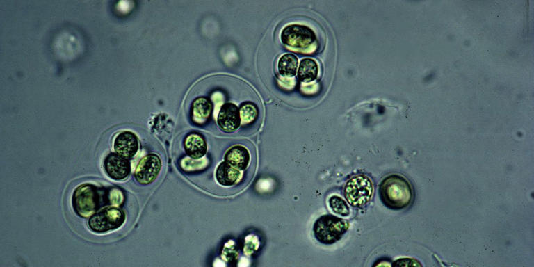 Bilim İnsanları, Dünyada Yaşamın Nasıl Gerçekleştiğine İlişkin 1,75 Milyar Yıllık Gizemi Çözdü