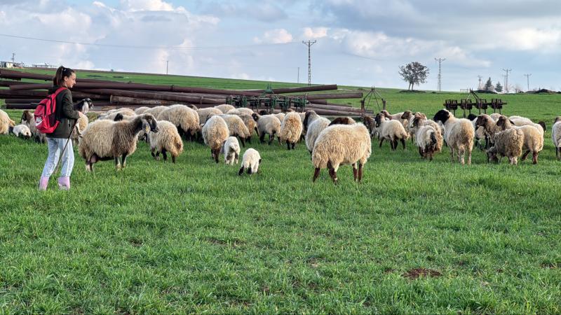 Çobanlık yaparken yürüyüş şampiyonalarında 4 kez Türkiye birincisi oldu