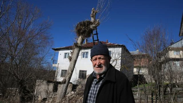 Tokat’ta Necati dede, yarım asırdır leylek yuvasının onarımını yapıyor
