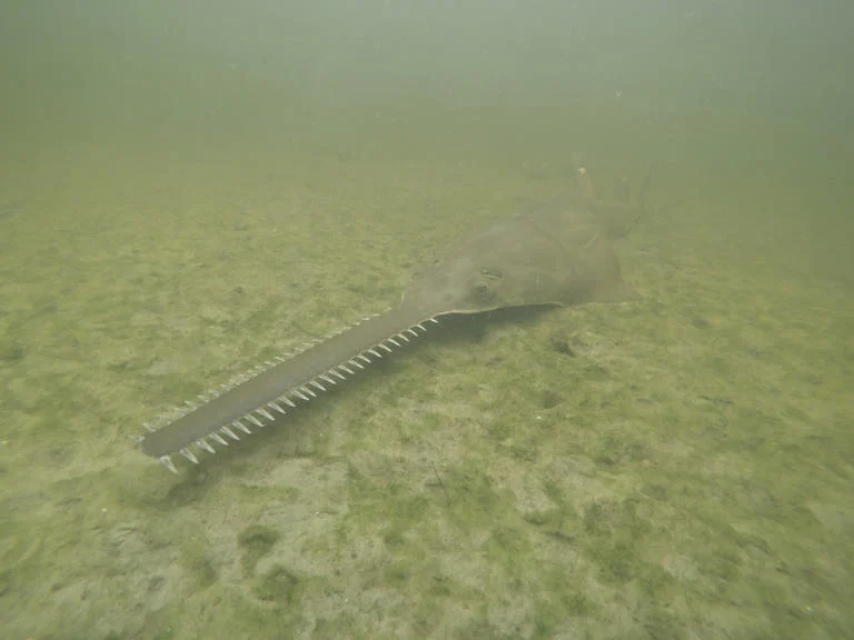 Kurtarma çalışmaları başlarken Florida sularında testere balıkları dönüyor ve ölüyor