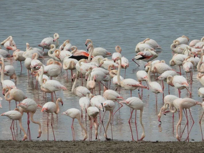Flamingolar Gelingüllü Barajı’na erken geldi