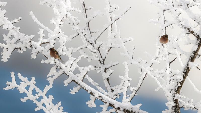 Karla kaplanan Yapraklı Yaylası dron ile görüntülendi