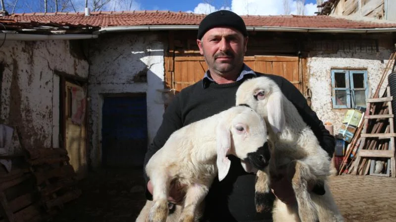 Hediye koyunla küçükbaş hayvancılığa başladı sürü sahibi oldu