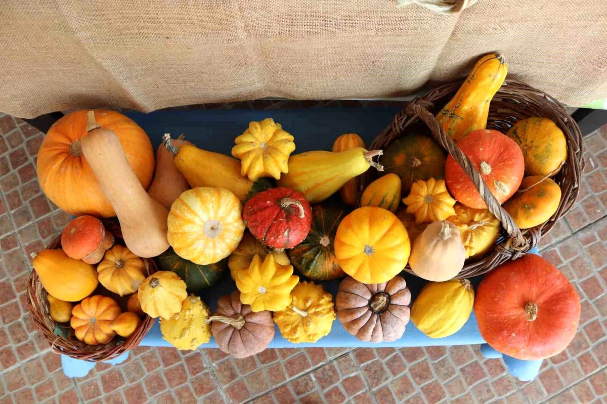 Ata Tohumu ile ürettiği ürünleri Türkiye’nin Dört Bir Yanına Ücretsiz Gönderiyor