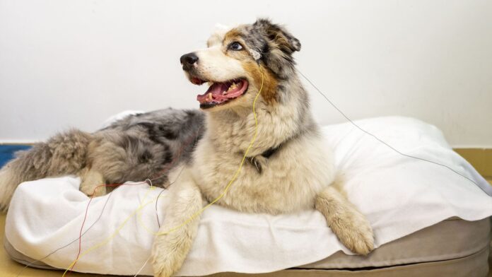 Köpekler, Nesneleri İnsanlar Gibi Zihinlerinde Canlandırıyor Olabilir