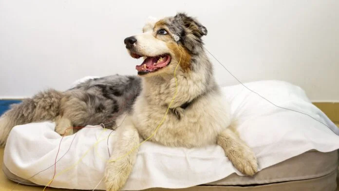 Köpekler, Nesneleri İnsanlar Gibi Zihinlerinde Canlandırıyor Olabilir