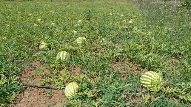 Kocaeli’de çiftçilere yüzde 50 hibeli karpuz tohumu dağıtılacak
