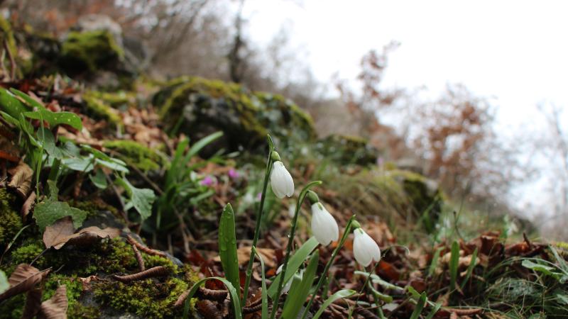 Amasya’da kardelen çiçekleri bu yıl karsız kaldı