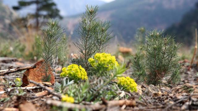Kayseri’de yanan 14 hektar ormanlık alan atılan tohumlarla yeniden yeşeriyor