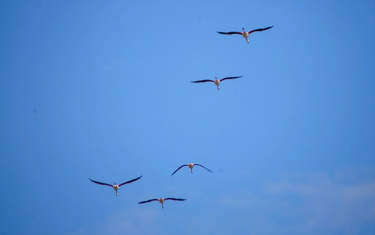 İzmir, Manisa, Aydın ve Muğla’da 30 sulak alanda 157 bin 503 su kuşu tespit edildi