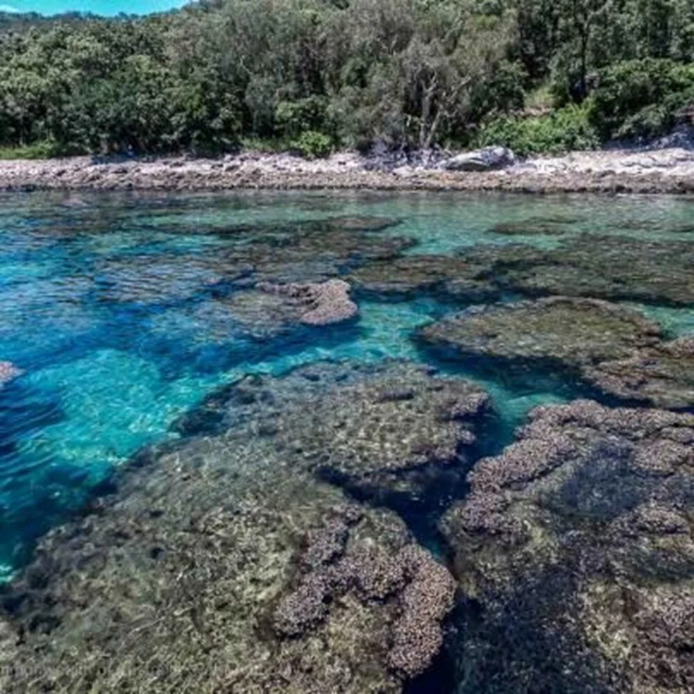 Dünya Mirası Listesi’ndeki dünyanın en büyük mercan resifi beyazlıyor