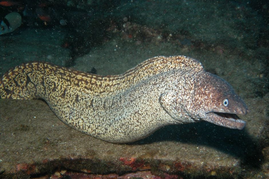 Oltayla bir metre boyunda müren yakaladı