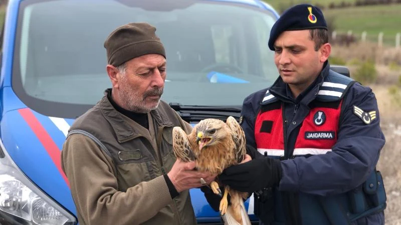 Yozgat’ta yaralı bulunan kızıl şahin korumaya alındı