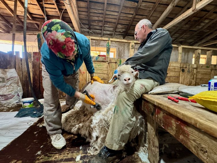Gen kaynağı korunan Ankara keçilerinden 2,5 ton tiftik elde edilecek