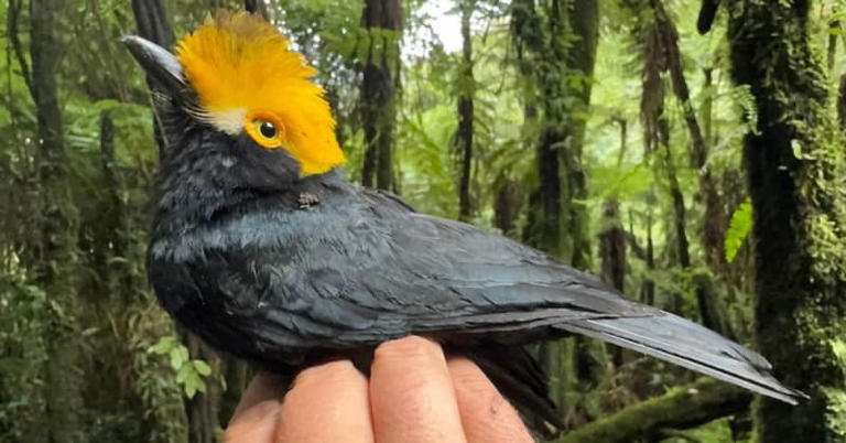 Bilim İnsanları, Afrika Keşif Gezisi Sırasında On Yıllardır Görüntülenmeyen ‘Kayıp Kuş’u Fotoğrafladı