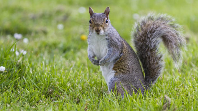 Sincaplar Hakkında 16 Gerçek