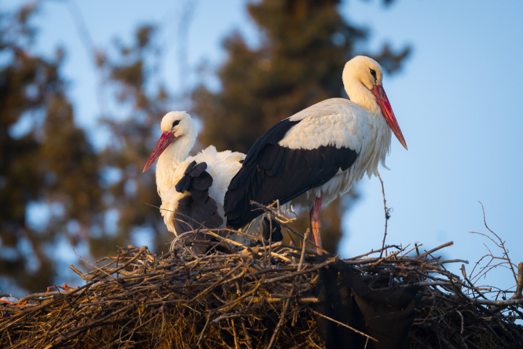 Yaren leylek eşine kavuştu