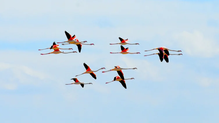 Flamingolar Tuz Gölü’nde