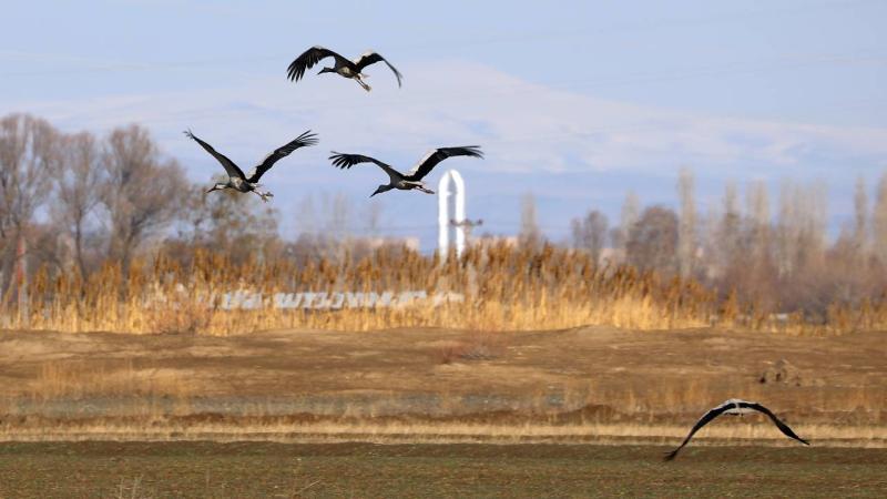 Ağrı Dağı’nın eteklerindeki Erhacı Sulak Alanı, güneyden gelen kuşları ağırlamaya başladı