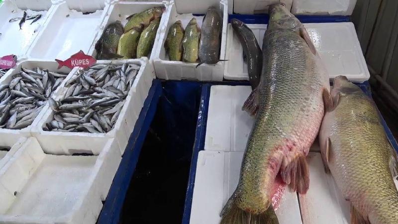 Siirt’te dev turna balıkları tezgahta yoğun ilgi gördü