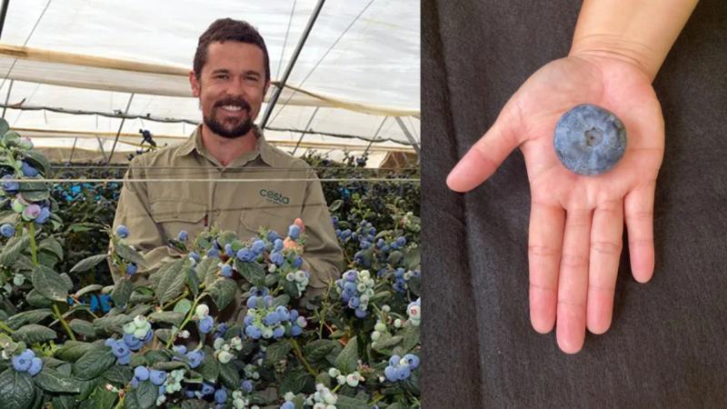 Avustralya’da yetişen yaban mersini, ağırlığıyla dünya rekoru kırdı