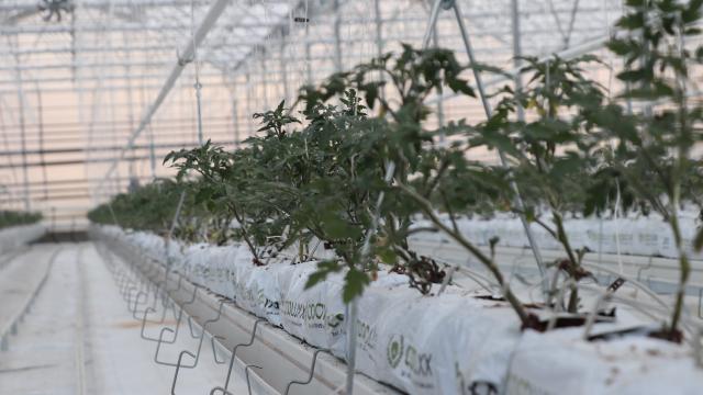 Erzincan’da kurulan jeotermal serada sezonda 1000 ton domates üretilecek