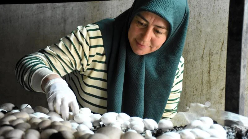 Aksaraylı kadın girişimci devlet desteğiyle atıl arazisini tarıma kazandırdı