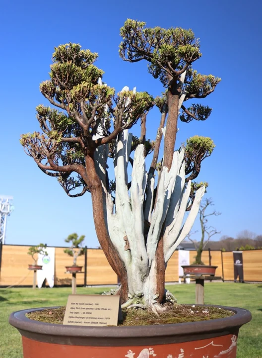 Avrupa’nın en büyük bonsai müzesi Yalova’da açıldı