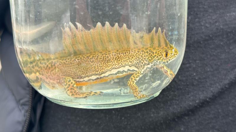 Bartın’da Kafkas şeritli semenderleri tespit edildi