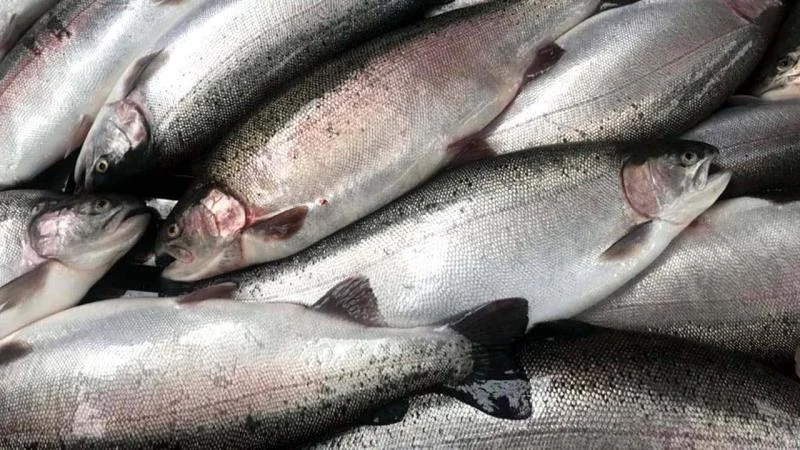 Doğu Karadeniz’in somon ihracatı arttı